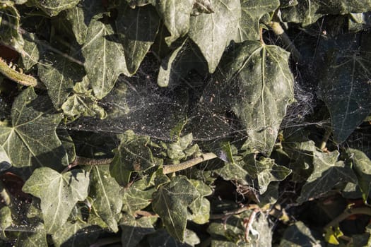 background green leaves on a plant close-up isolated on leaves spider web. High quality photo