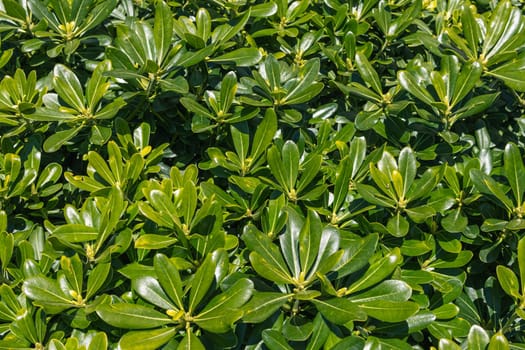 green wall close-up.Background for a screensaver with a place for an inscription. High quality photo