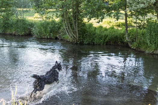 black and white dog jumping into the water border collie.dog playing. High quality photo