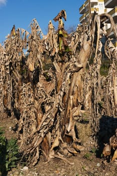 meadow of dried banana leaves. High quality photo