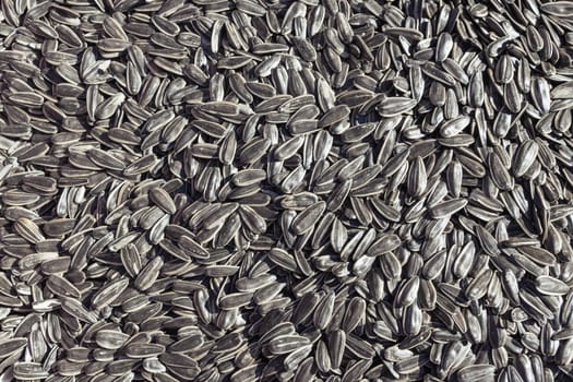 Black sunflower seeds. There is a place for an inscription for a texture or background. High quality photo