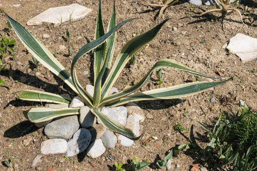 Close-up of a young green plant starting to grow in spring between rocks. The beginning of a new concept of life. High quality photo