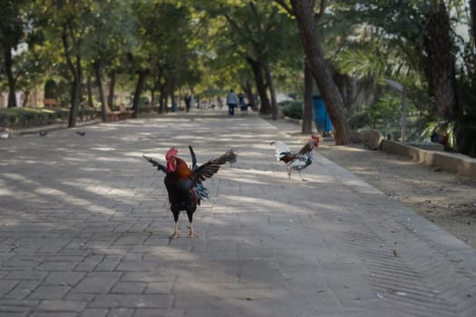 Close-up of roosters in the park walking along the road.Beautiful landscape in the park with a rooster with spread wings . High quality photo