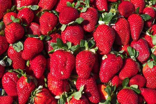 Red background of ripe strawberries. Close up, top view.many ripe red strawberries. High quality photo