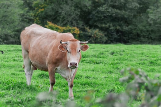 a brown cow stands in a field on green grass, there is a place for an inscription. High quality photo