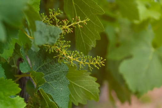 Vineyards with grapevine for wine production, there is a place for an inscription. High quality photo