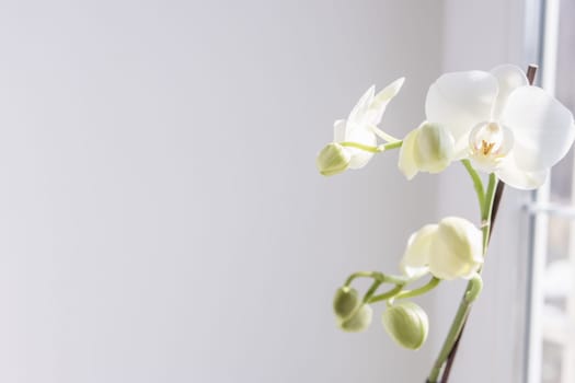 white blooming orchid on the window on a white background, there is a place for an inscription on the left. A beautiful white flower stands on the window close-up