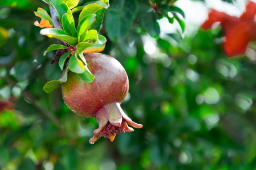 close-up of a small pomegranate on a tree, there is a place for an inscription. High quality photo