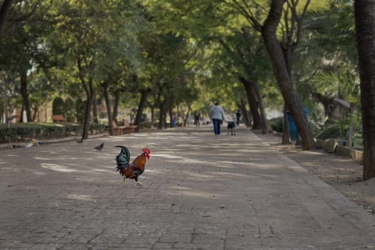 Close-up of a rooster in the park walking along the road.Beautiful landscape in the park. High quality photo