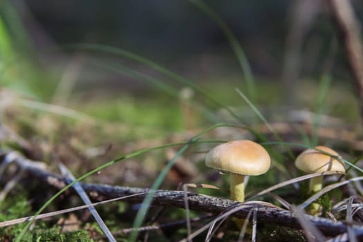 mushrooms in the forest close-up there is a place for an inscription. High quality photo