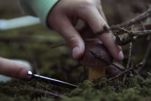 children's hands cut off a mushroom that grows in the forest near a close-up on the hands and a mushroom, spring landscape of the forest there is a place for an inscription. High quality photo