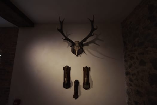 a stuffed deer hangs on the wall, a deer head with antlers hangs on the wall, there is a place for an inscription. High quality photo