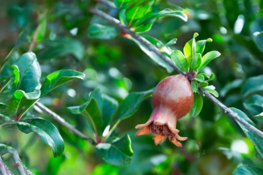 Branch of pomegranate tree with small red fruits. Garden of pomegranate trees. a small unripe pomegranate fruit on a tree in the garden. High quality photo