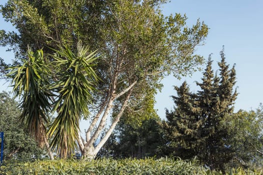 green trimmed bushes and trees in the park on the street, there is a place for inscriptions beautiful landscape. High quality photo