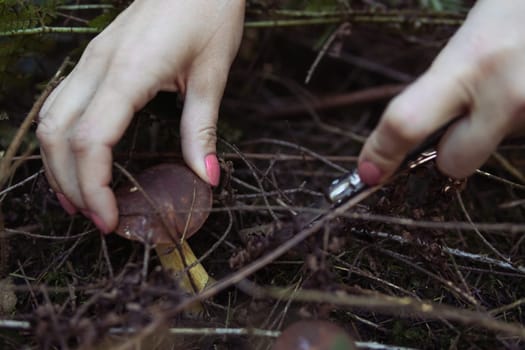 female hands cut off a mushroom that grows in the forest near a close-up on the hands and a mushroom, spring landscape of the forest there is a place for an inscription. High quality photo