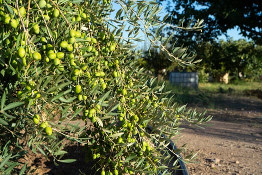 Close-up of an olive tree loaded with many fruits in full development in a crop field.