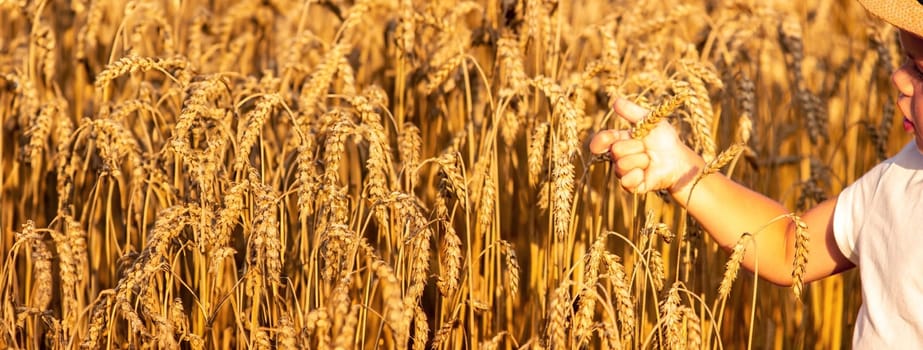 Child in a wheat field hugging a grain harvest. Farm. Nature, Selective focus