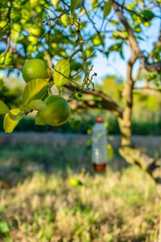 Close-up of some unripe lemons in the middle of a crop field.