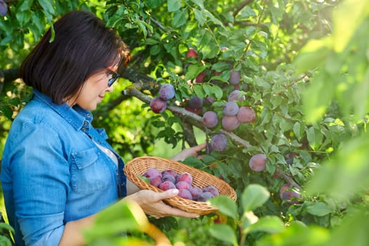 Woman picking ripe plums from tree in basket. Summer autumn season, plum harvest, organic farm, orchard, natural healthy food, delicious fruits concept