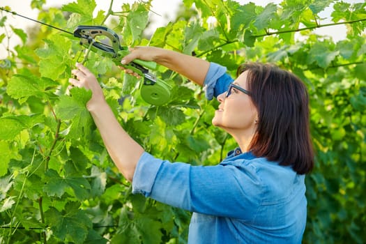 Woman gardener farmer making garter of vine bushes in vineyard using professional equipment. Farming, agriculture, gardening, hobby and business