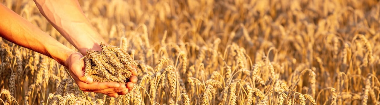 A man holds golden ears of wheat against the background of a ripening field. selective focus