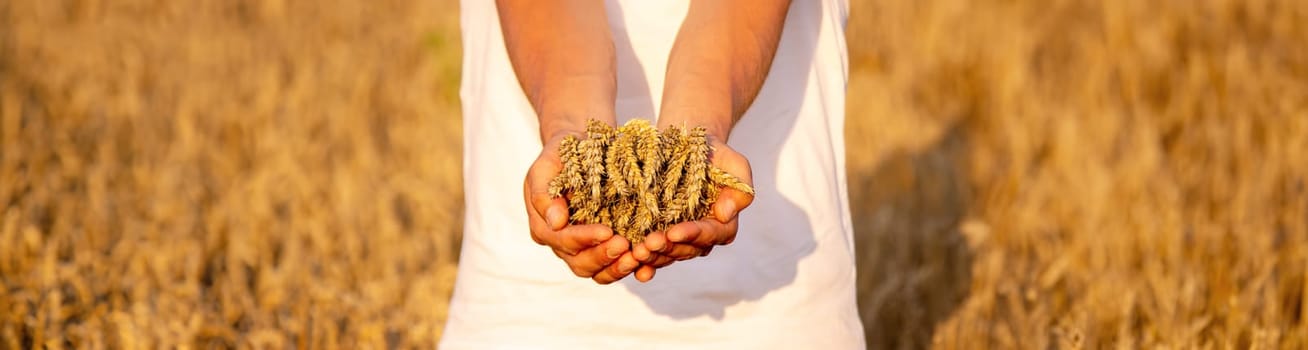 A man holds golden ears of wheat against the background of a ripening field. selective focus
