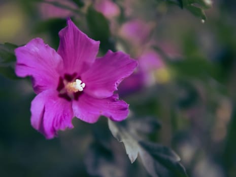 lilac flower close-up background blurred. nature background for photo or inscription High quality photo