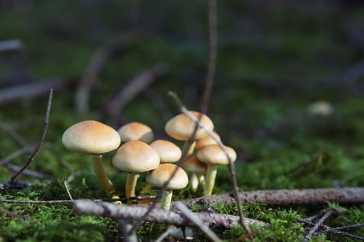 clearing of mushrooms in the forest mushrooms in the forest close-up there is a place for an inscription. High quality photo