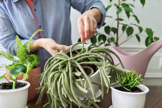 Fertilizer home indoor plants in pots, close-up of a woman's hand with fertilizer sticks and houseplants. Green trends, home gardening, landscaping interior concept