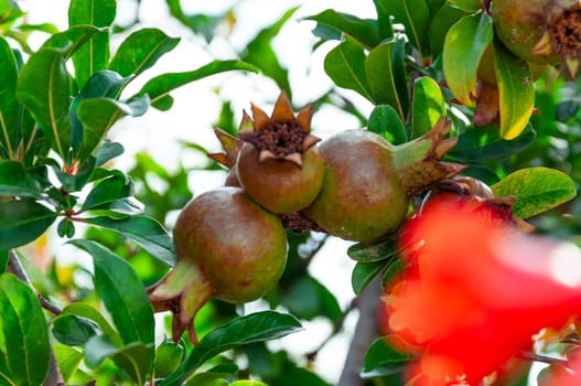 Pomegranate tree branch with small red fruits. a small unripe pomegranate fruit on a tree in the garden. High quality photo