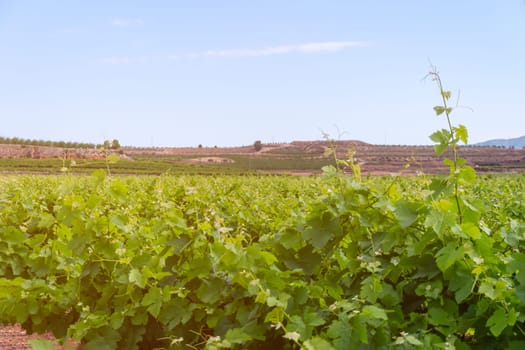 Vineyard close-up,top view of the grape bushes of green flowers,there is a place for an inscription.beautiful landscape of nature. High quality photo