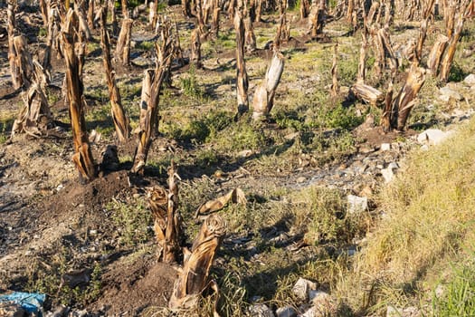 meadow of dry trees, sawn off trees photo. High quality photo