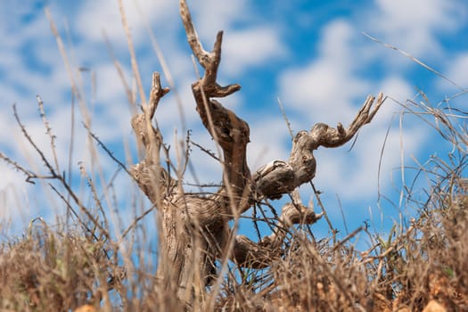 blue sky over an old lonely tree, close-up, there is a place for an inscription. High quality photo