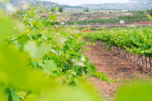 Green vineyards close-up, Grape farm close-up.beautiful landscape of nature there is a place for an inscription. High quality photo