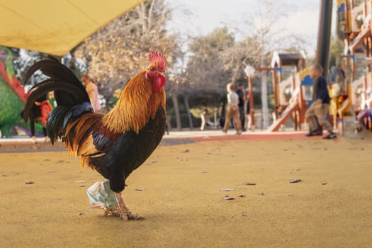 Close-up of a rooster in the park walking along the road.Beautiful landscape in the park. High quality photo