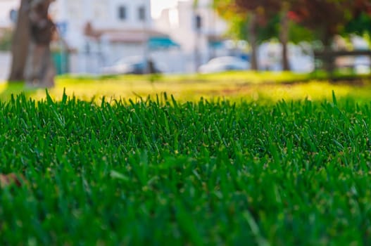 green grass in the park close-up.Beautiful landscape. High quality photo