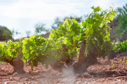 Vineyard close-up, side view of grape bushes of green flowers, there is a place for an inscription. beautiful landscape of nature. High quality photo