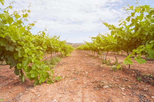 Vineyards with vine close-up, paths at sunrise, there is a place for an inscription, a beautiful landscape of nature at sunrise. High quality photo