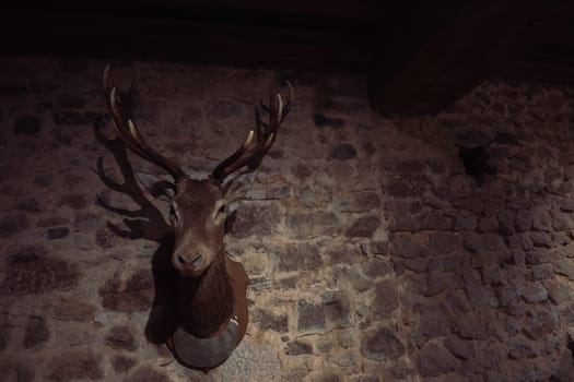 a stuffed deer hangs on the wall, a deer head with antlers hangs on the wall, there is a place for an inscription. High quality photo