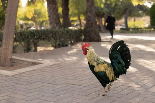 Close-up of a rooster in the park walking along the road.Beautiful landscape in the park. High quality photo