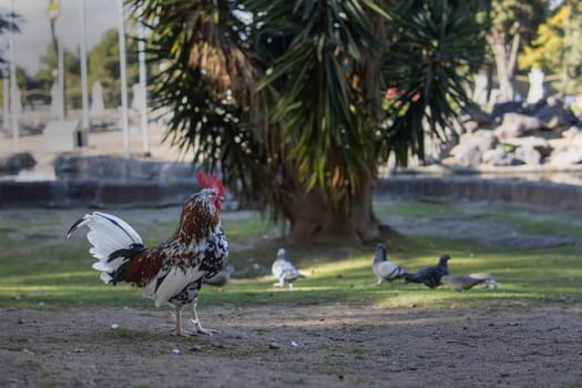 The rooster in the park, a lot of pigeons in the back . High quality photo