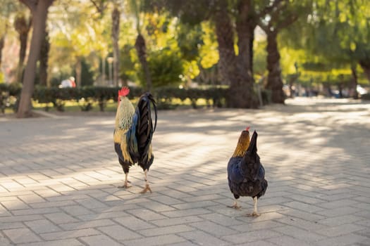 Close-up of roosters in the park walking along the road.Beautiful landscape in the park with a rooster with spread wings . High quality photo