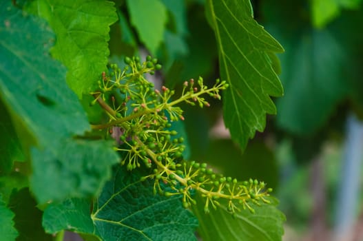 Close-up of green small bunches of grapes hanging on a branch. Hanging grape. Grape farm. Grape farm. High quality photo