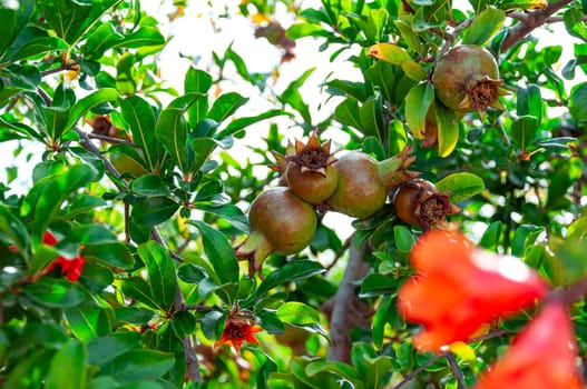 Many small raw pomegranate fruits and green leaves in a large tree in direct sunlight in an orchard garden in a sunny summer day, beautiful outdoor floral background photographed with selective focus. High quality photo