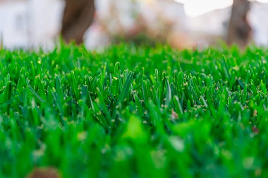 green grass in the park close-up.Beautiful landscape. High quality photo