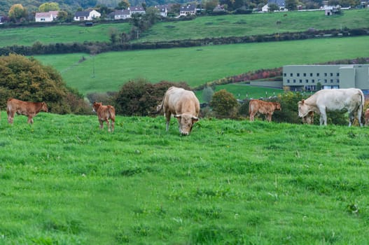 A herd of cows big and small stands in a fence around green grass.Agriculture concept. High quality photo