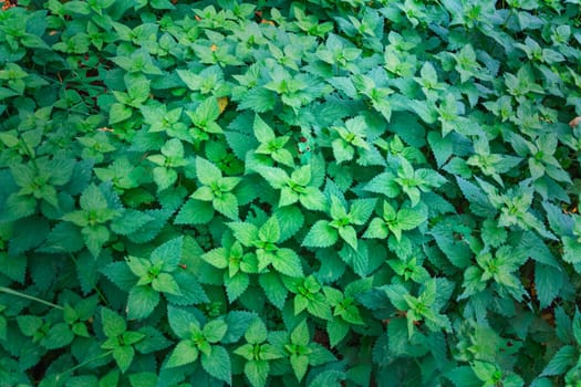 a lot of nettle close-up, a lot of green grass in the forest, there is a place for an inscription. High quality photo