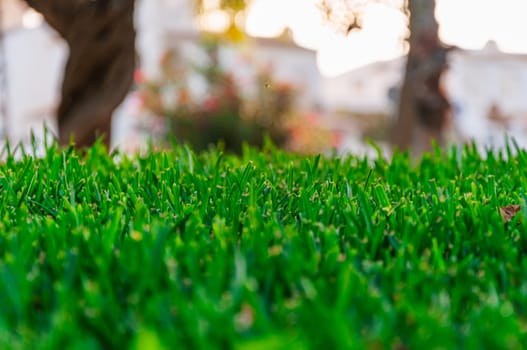 green grass close-up in the park, there is a place for an inscription. High quality photo