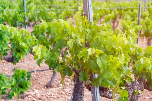 Close-up of a young grape hanging from a branch at the dawn of the sun. Hanging grape. Grape farm. Grape farm. High quality photo