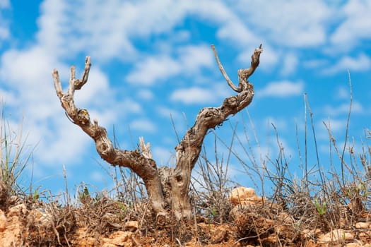 Dramatic blue sky over an old lone tree close-up,here is a place for an inscription. High quality photo